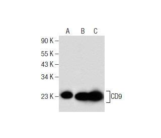 cd9 antibody for elisa